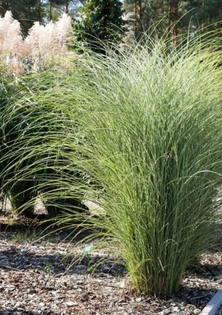 МІСКАНТУС sinensis Morning Light